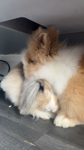 2 rabbits