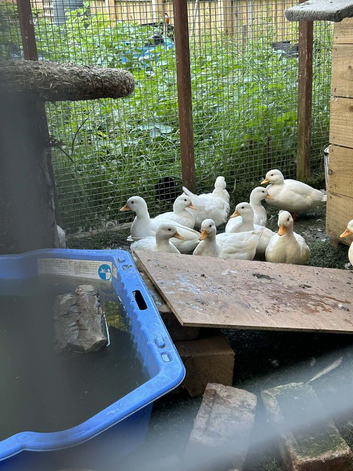 Call ducks