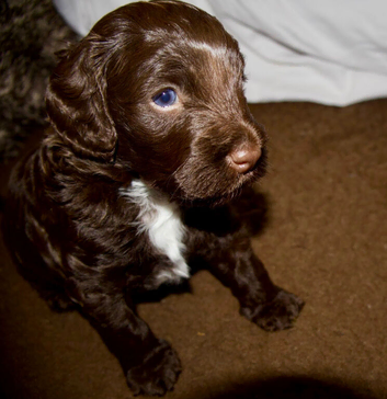 F2b Cockapoo Puppies - Exceptional Temperament &bull; Low COI &bull; Premium Puppy Pack included