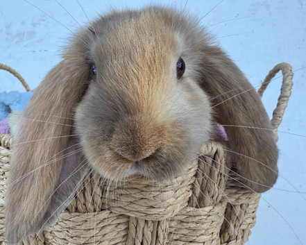 Giant pure bred French lop rabbits will be huge bunnies