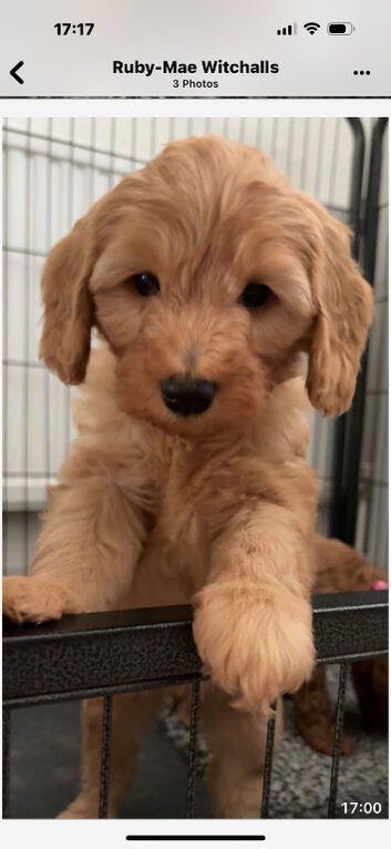 Australian Labradoodle Puppie For Sale