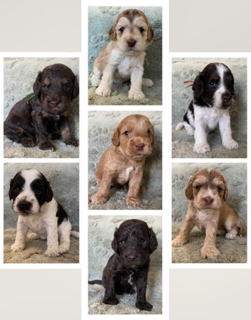 7 GORGEOUS F1 COCKAPOO PUPPIES