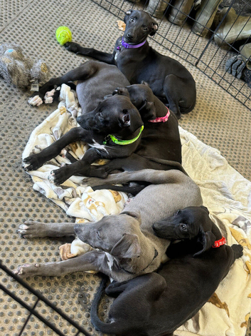 Whippet puppys