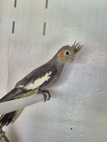 Semi tame young cockatiels