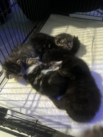 Kittens for sale.