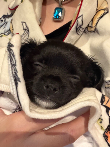 Chihuahua x cross craigavon area