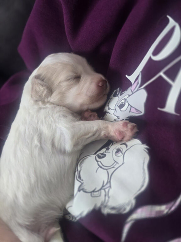 F1 rare rainbow roan cockapoos