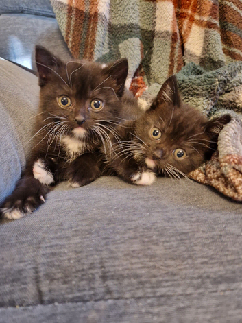 2 British shorthair x boys