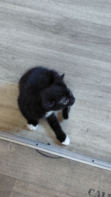 Kittens for sale