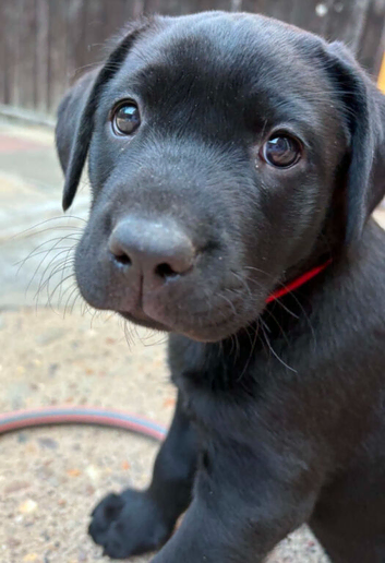 Labrador puppy for sale
