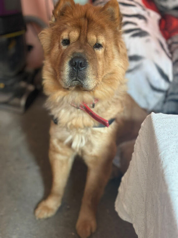 Bella
