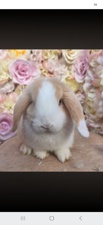 Female mini lop cream split