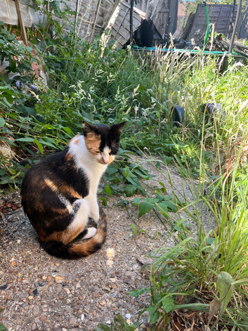 Adult calico cat