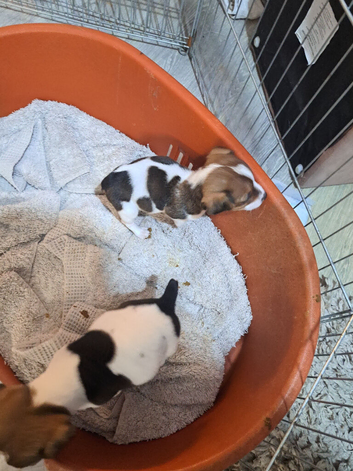 Jack russell