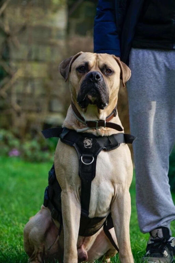 SHYLO AFRICAN BOERBOEL STUD