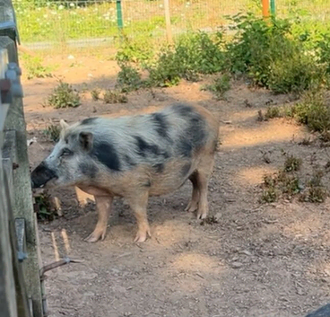 3 Juliana pigs 3 years old