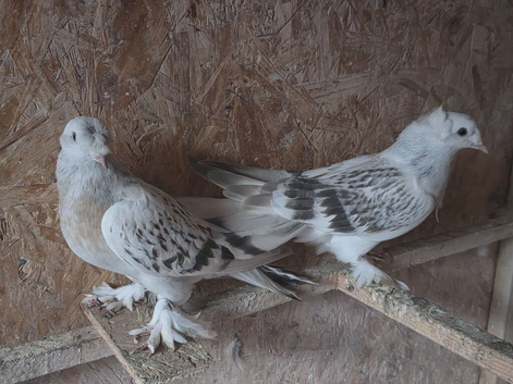 Turkish Pigeons for sale