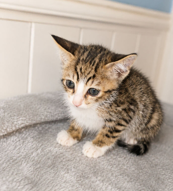ONE MALE SAVANNAH BENGAL HYBRID KITTEN LEFT
