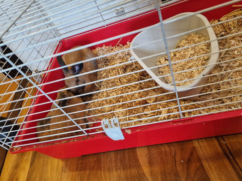 Two lovely female rabbits
