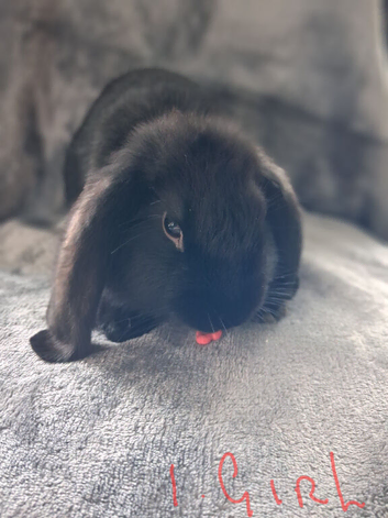 French lop x plush mini lop bunnies