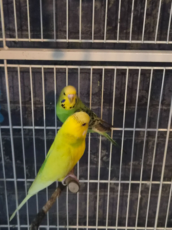 2 budgies