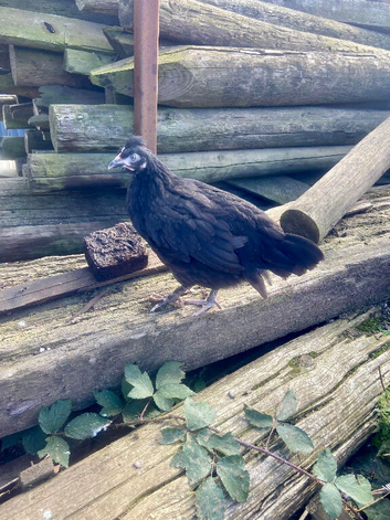 Marsbar pullets