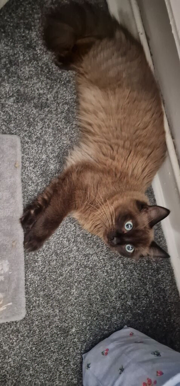 Male ragdoll for sale