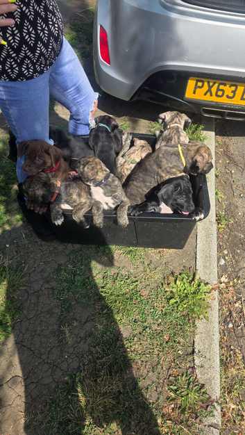 Presa canario pups ready to leave home