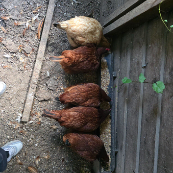Black tail hens