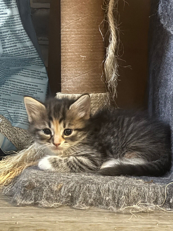 2 beautiful kittens