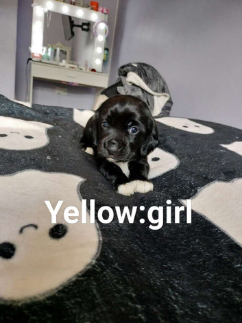 Beaglepoo puppies for sale