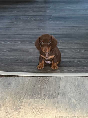 14 week old miniature dachshund