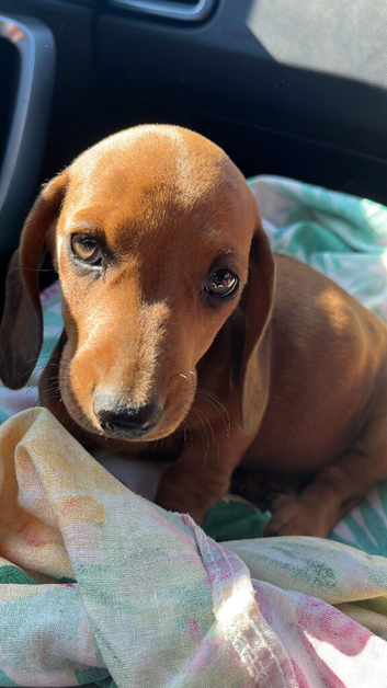 Miniature dachshund