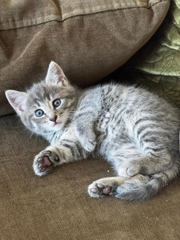 Beautiful fluffy kittens!