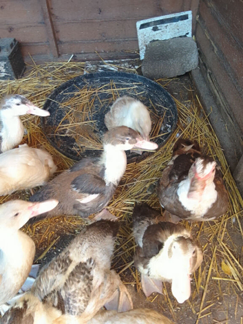 Young Muscovy pairs available