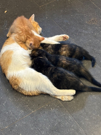 Kittens