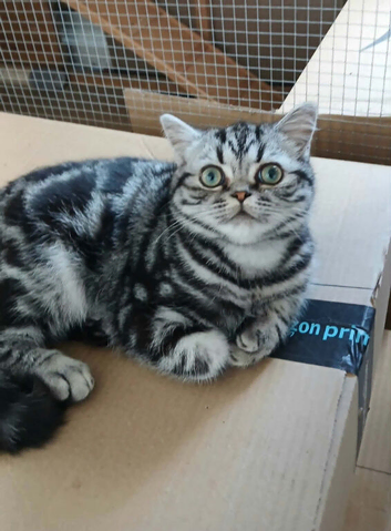 Bsh. Silver Classic Tabby . Reduced price till 27.July before my holidays.