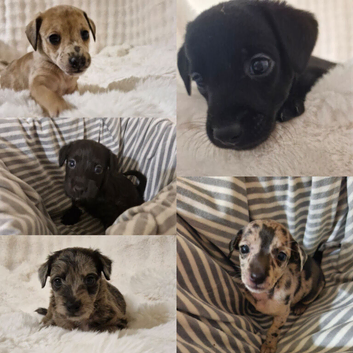 Small Roughcoated Sighthound Iggie x Pups Looking 4 Homes.
