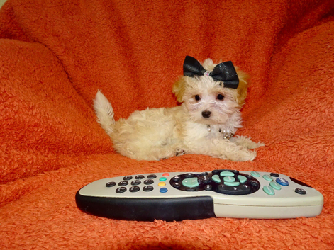 XXXS Gorgeous F1 Maltese X Tiny Toy Poodle F1 Maltipoo Cream & Apricot Parti Colour Puppy