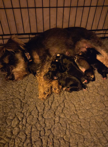 Beautiful schnoodle puppies