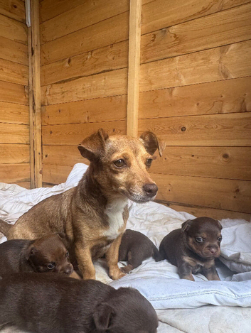 Pretty Jack Russell&rsquo;s pups