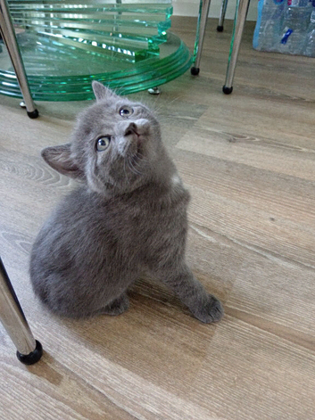 Kitten
