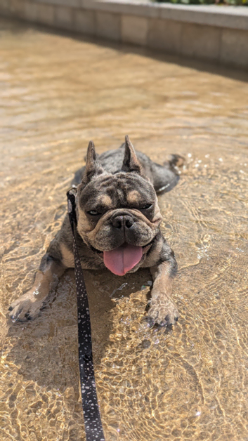 Biscuit the KC REGISTERED French Bulldog Stud