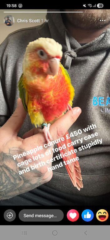 pineapple conure