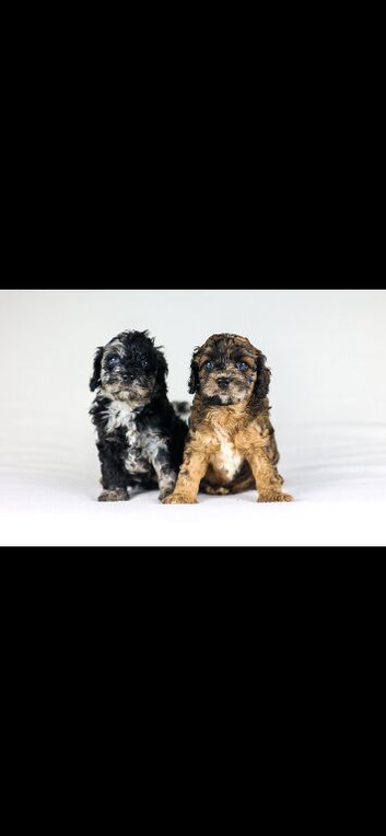 Cavapoo boys and girls