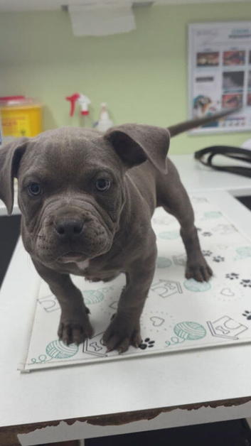 ROYAL BLUE POCKET BULLY MALE