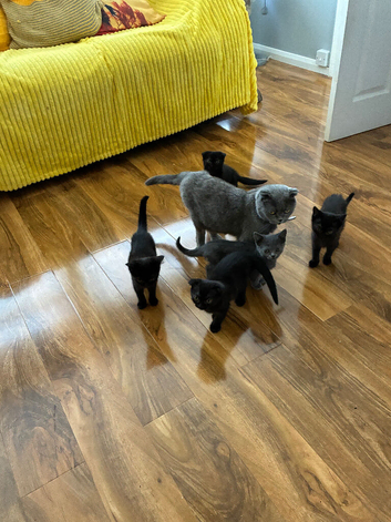 2 female Scottish folds