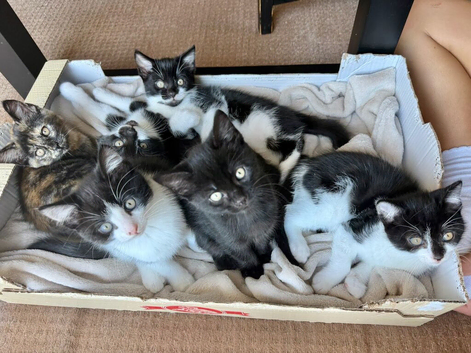 Adorable 9 weeks old Kittens - Ready for Loving Homes! in Harrow