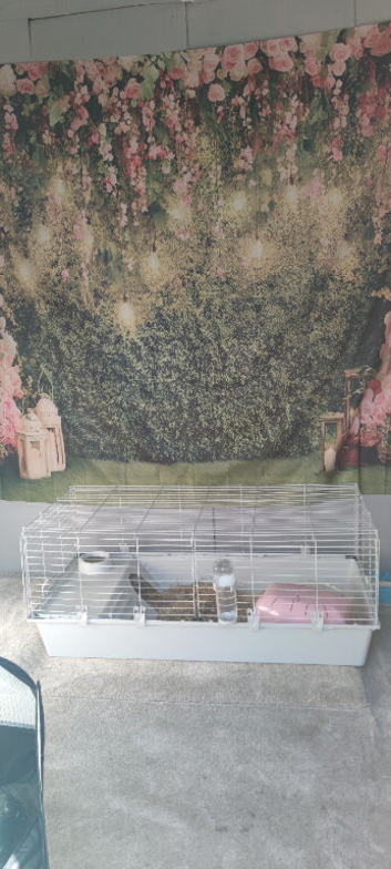 2 female guinea pigs for sale