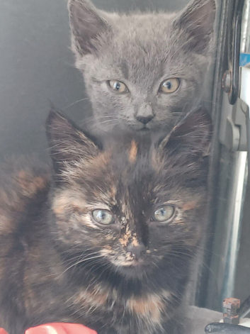 Kittens for sale